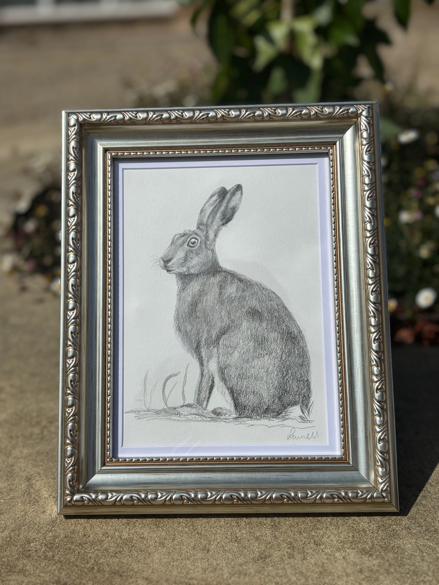 Wildlife Study - Hare