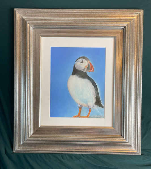 Puffin Framed print