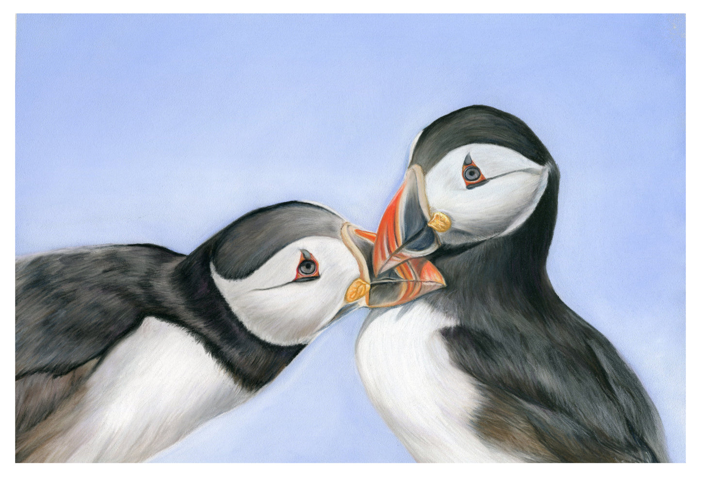 Puffin Pair Original Pastel Drawing